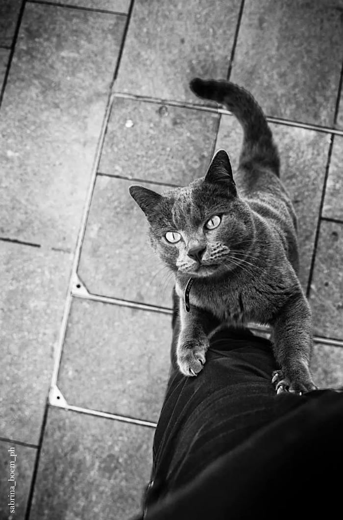 opere d'arte celebrano gatti opere d'arte celebrano gatti