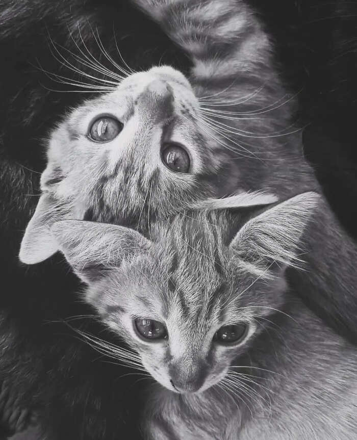 opere d'arte celebrano gatti opere d'arte celebrano gatti