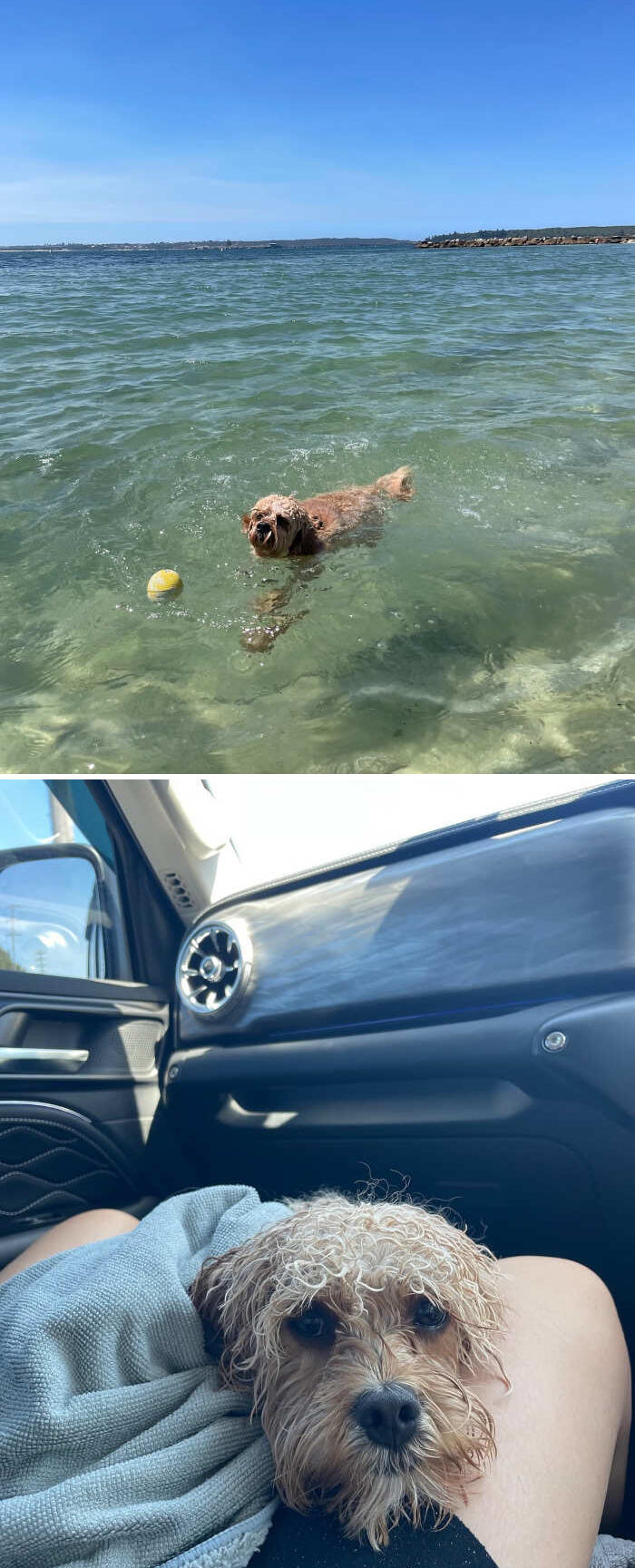 cani che nuotano foto cani che nuotano foto