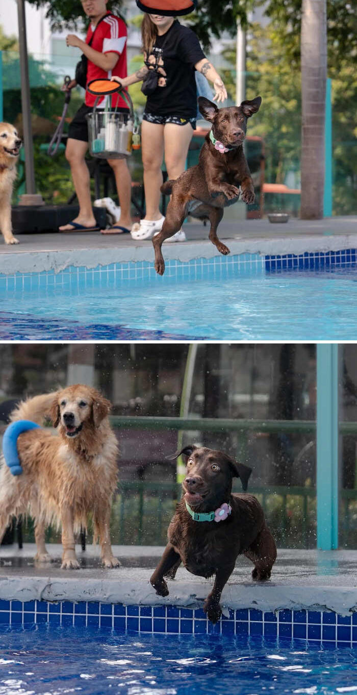 cani che nuotano foto cani che nuotano foto