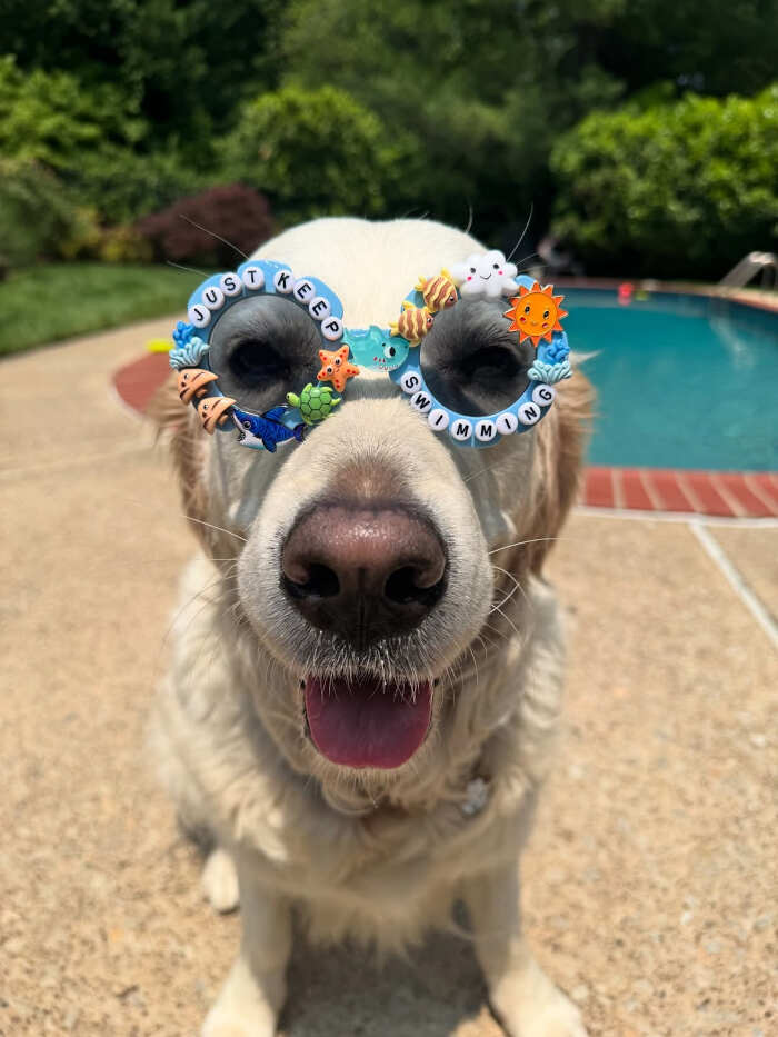 cani che nuotano foto cani che nuotano foto
