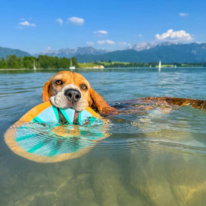 cani che nuotano foto cani che nuotano foto