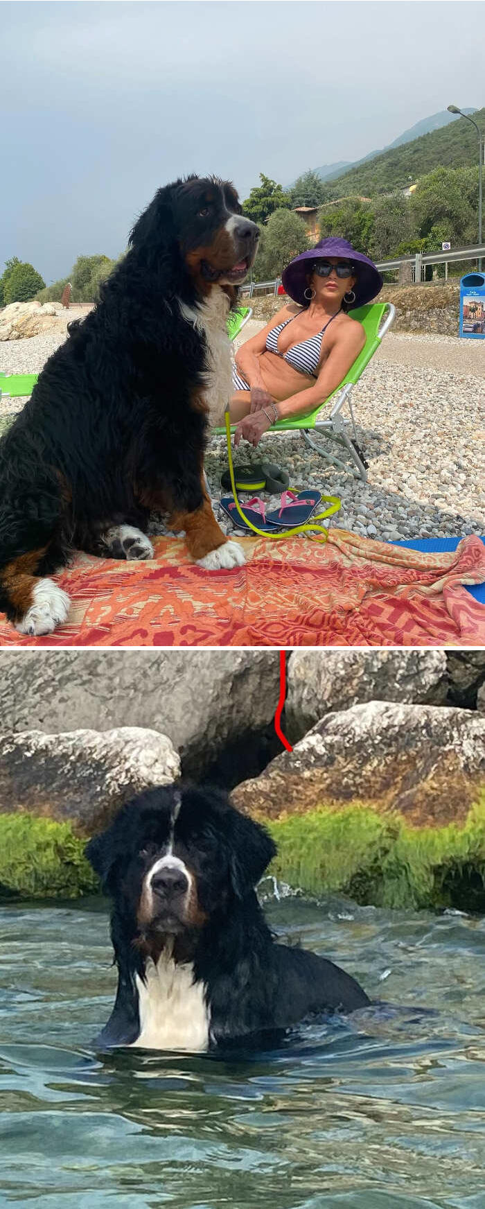 cani che nuotano foto cani che nuotano foto