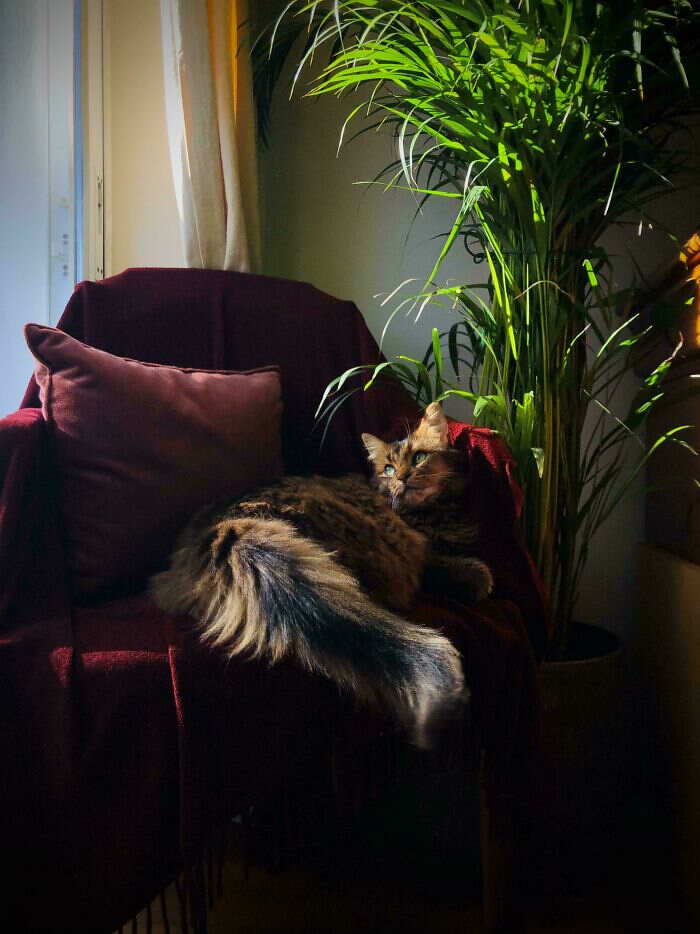 foto che sembrano dipinti Accidental Renaissance foto che sembrano dipinti Accidental Renaissance