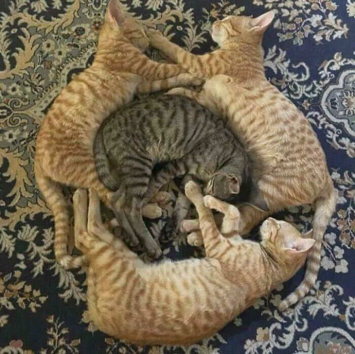 foto che sembrano dipinti Accidental Renaissance foto che sembrano dipinti Accidental Renaissance