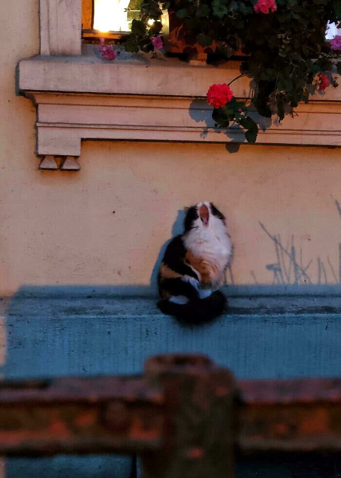 foto che sembrano dipinti Accidental Renaissance foto che sembrano dipinti Accidental Renaissance