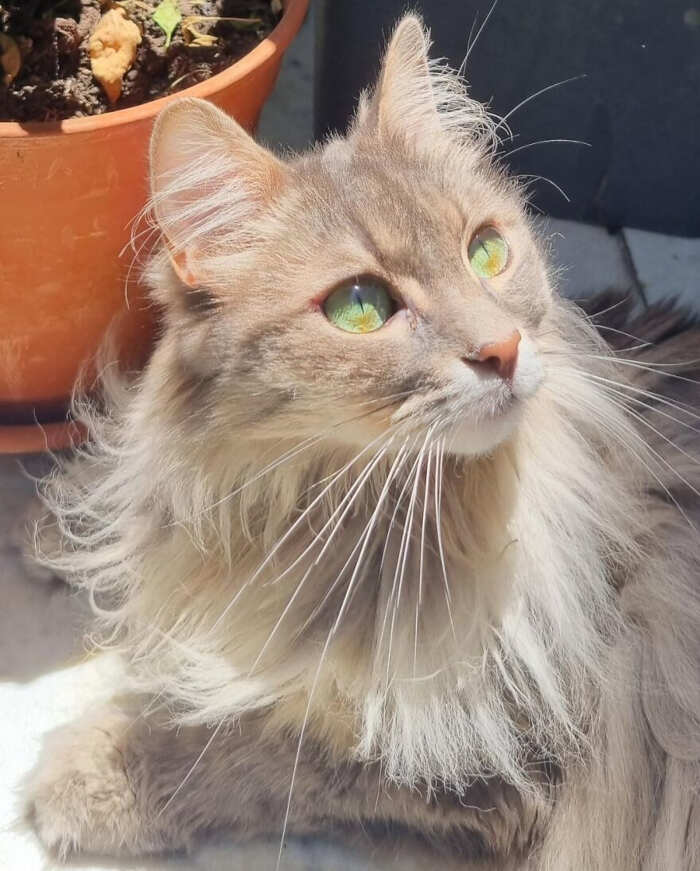 gatti bellissimi foto gatti bellissimi foto