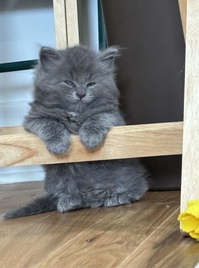 gatti bellissimi foto gatti bellissimi foto