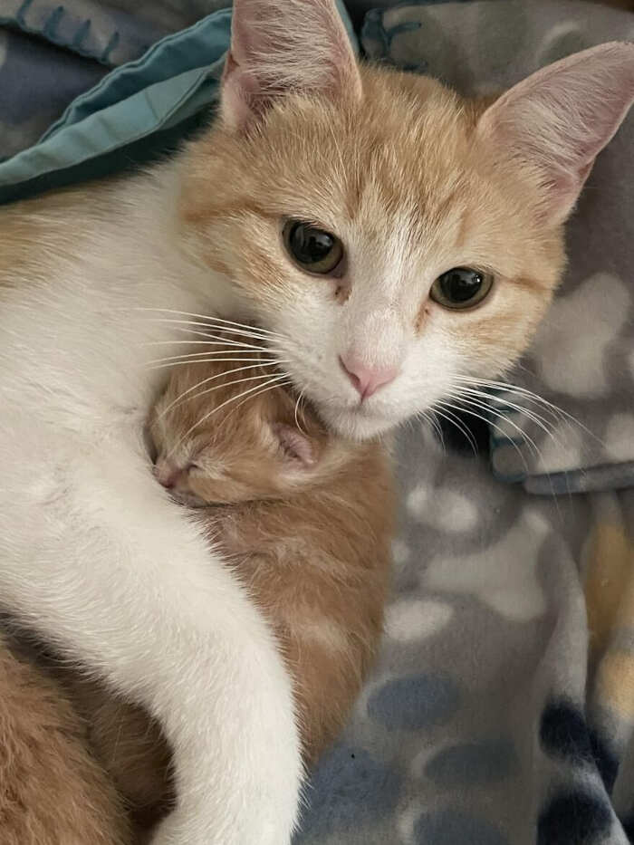 gatti bellissimi foto gatti bellissimi foto
