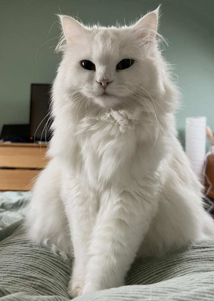 gatti bellissimi foto gatti bellissimi foto