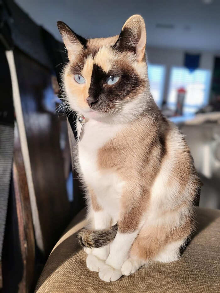 gatti bellissimi foto gatti bellissimi foto