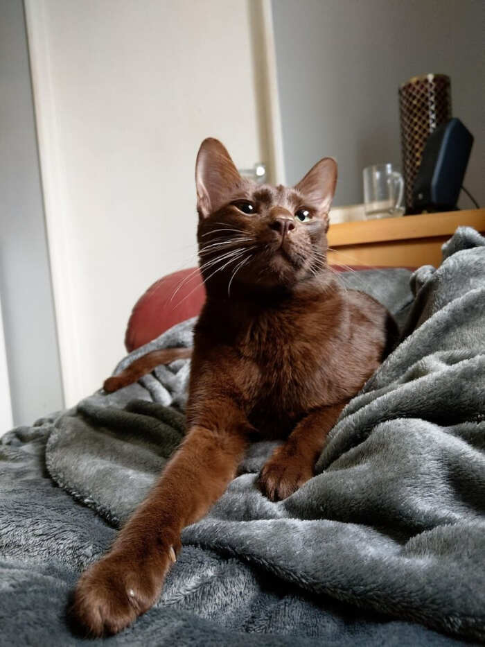 gatti bellissimi foto gatti bellissimi foto