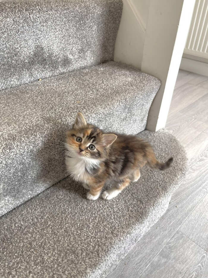 gatti bellissimi foto gatti bellissimi foto