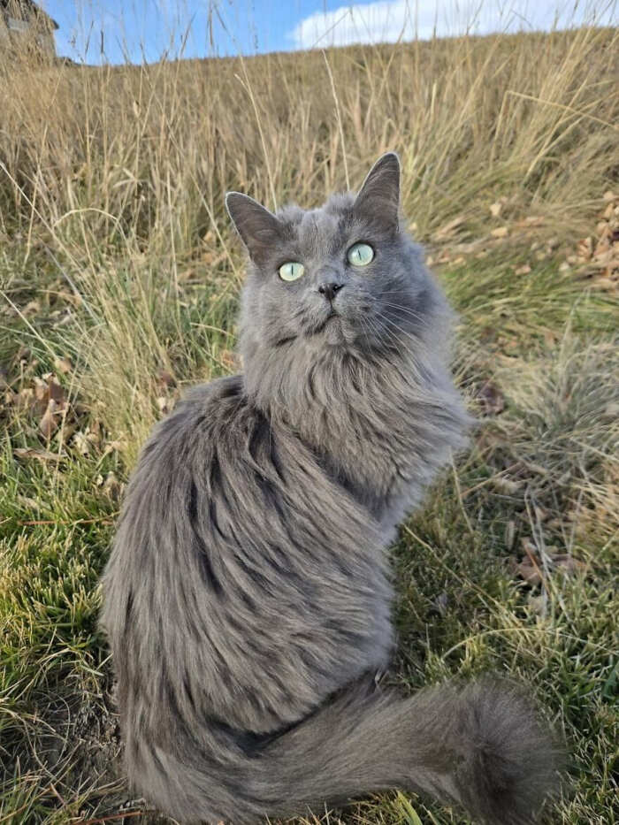 gatti bellissimi foto gatti bellissimi foto