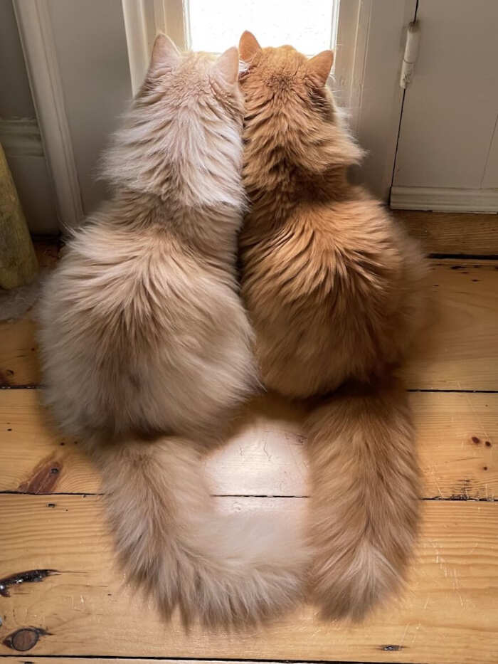 gatti bellissimi foto gatti bellissimi foto