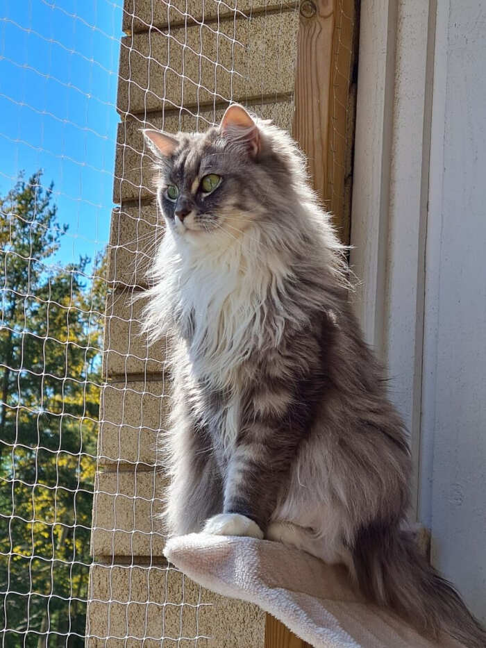 gatti bellissimi foto gatti bellissimi foto