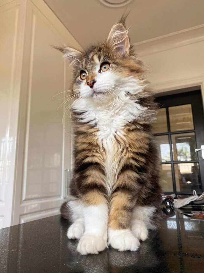gatti bellissimi foto gatti bellissimi foto