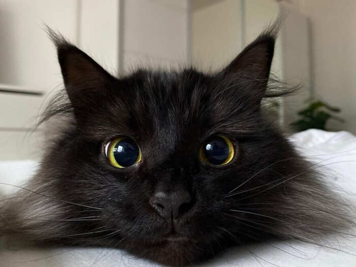 gatti bellissimi foto gatti bellissimi foto