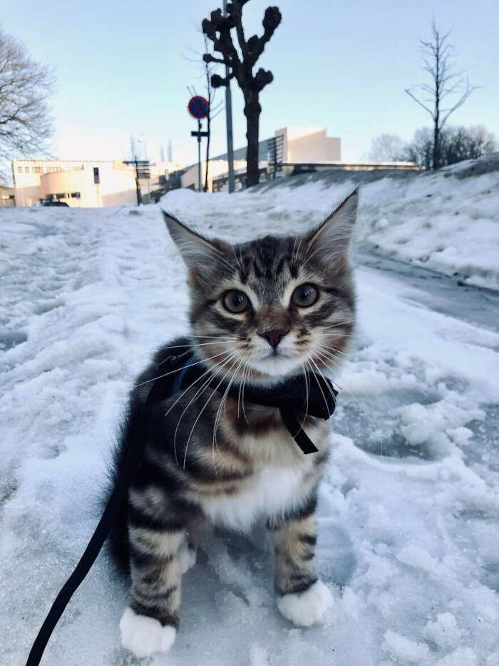 gatti bellissimi foto gatti bellissimi foto