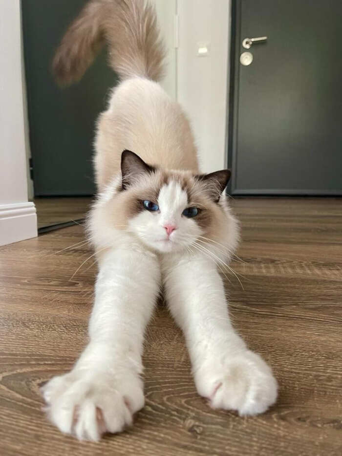 gatti bellissimi foto gatti bellissimi foto