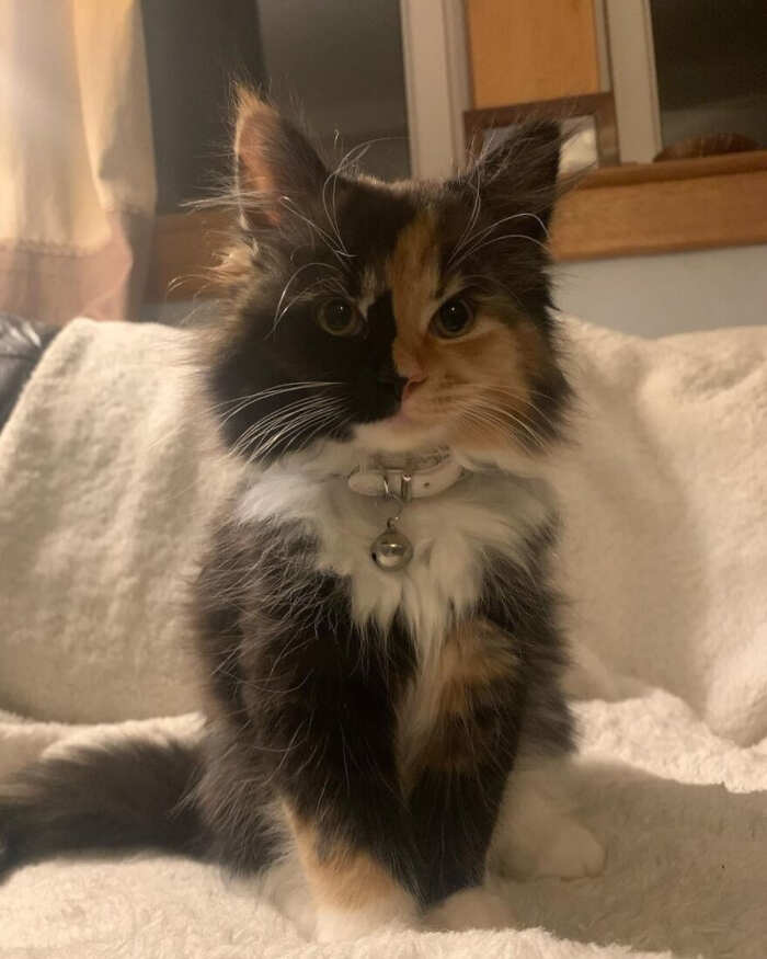 gatti bellissimi foto gatti bellissimi foto