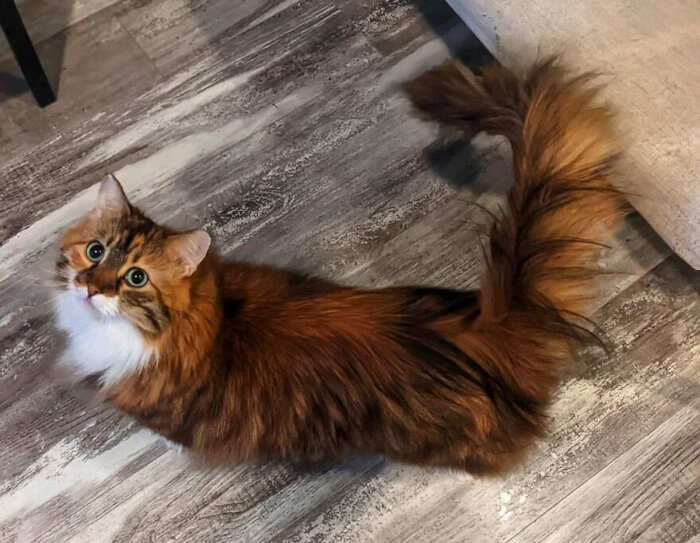 gatti bellissimi foto gatti bellissimi foto