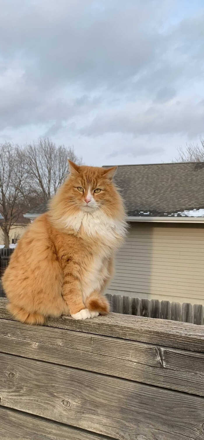 gatti bellissimi foto gatti bellissimi foto