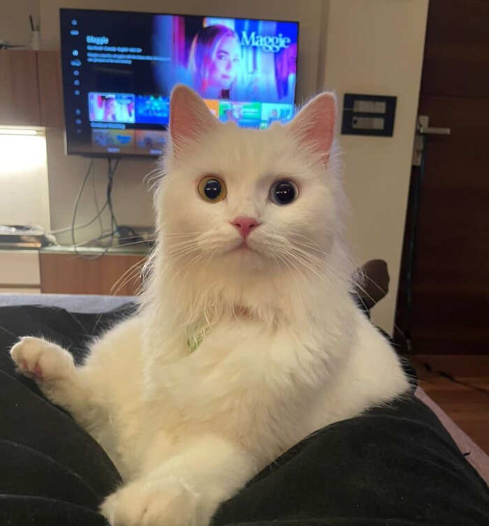 gatti bellissimi foto gatti bellissimi foto