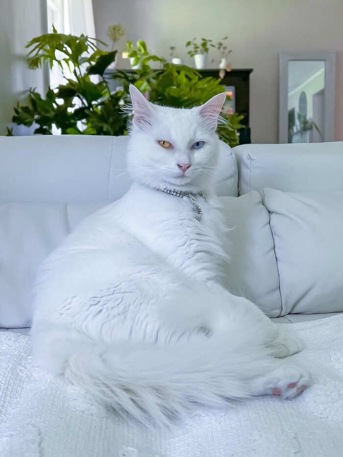 gatti bellissimi foto gatti bellissimi foto