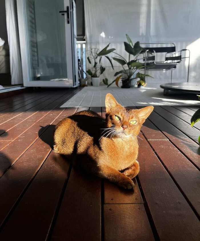 gatti bellissimi foto gatti bellissimi foto