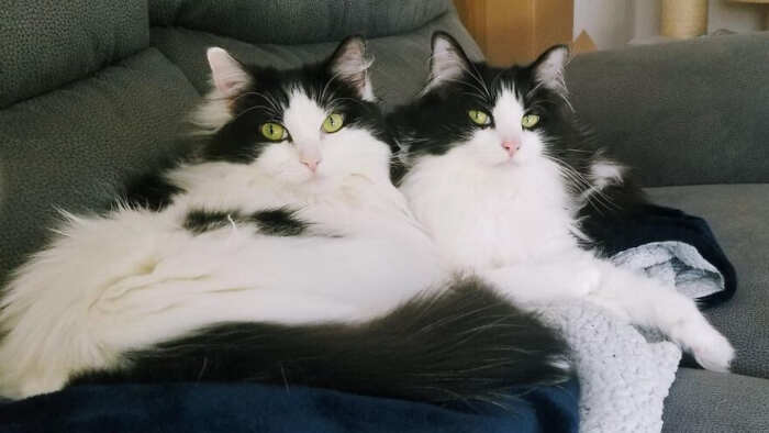 gatti bellissimi foto gatti bellissimi foto