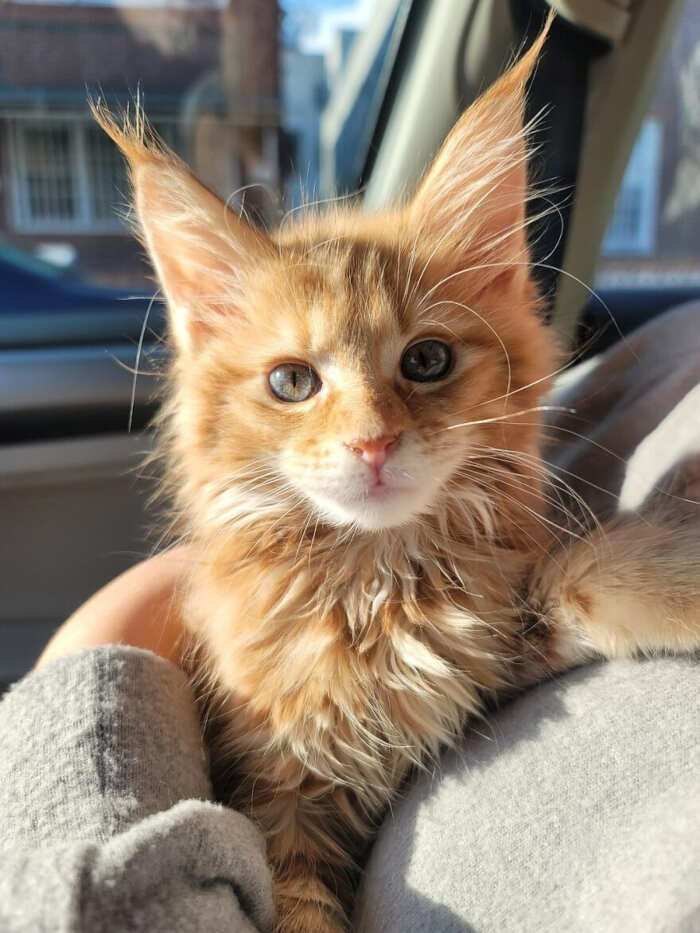 gatti bellissimi foto gatti bellissimi foto