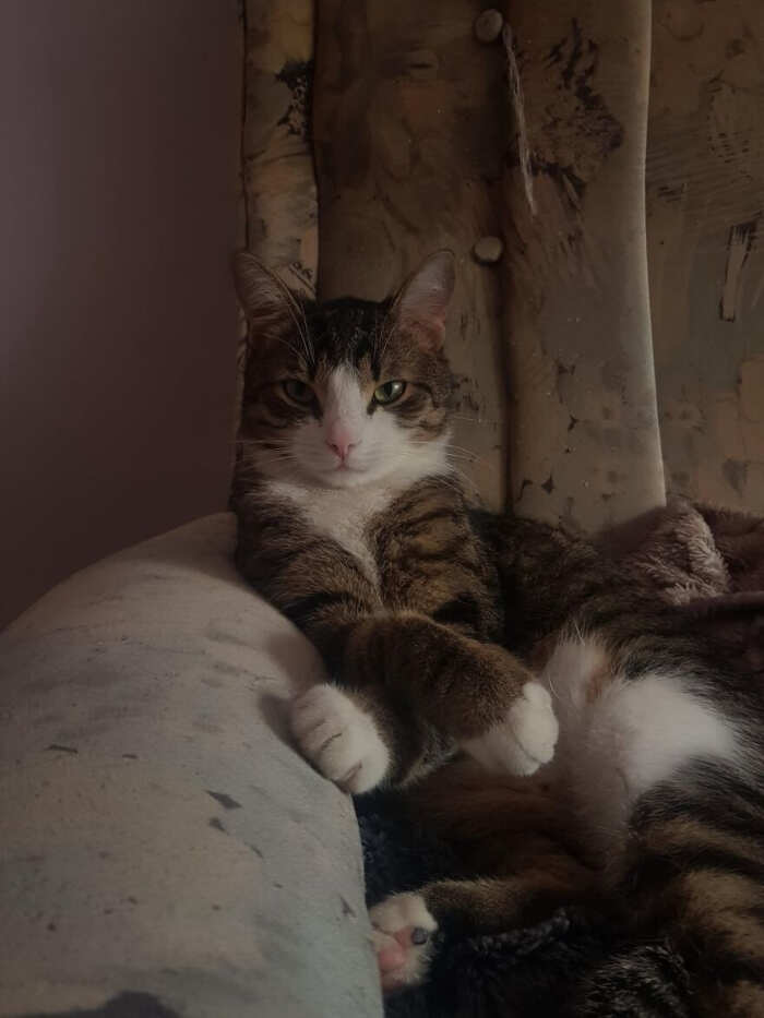 gatti bellissimi foto gatti bellissimi foto