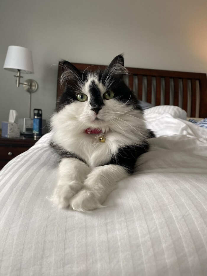 gatti bellissimi foto gatti bellissimi foto
