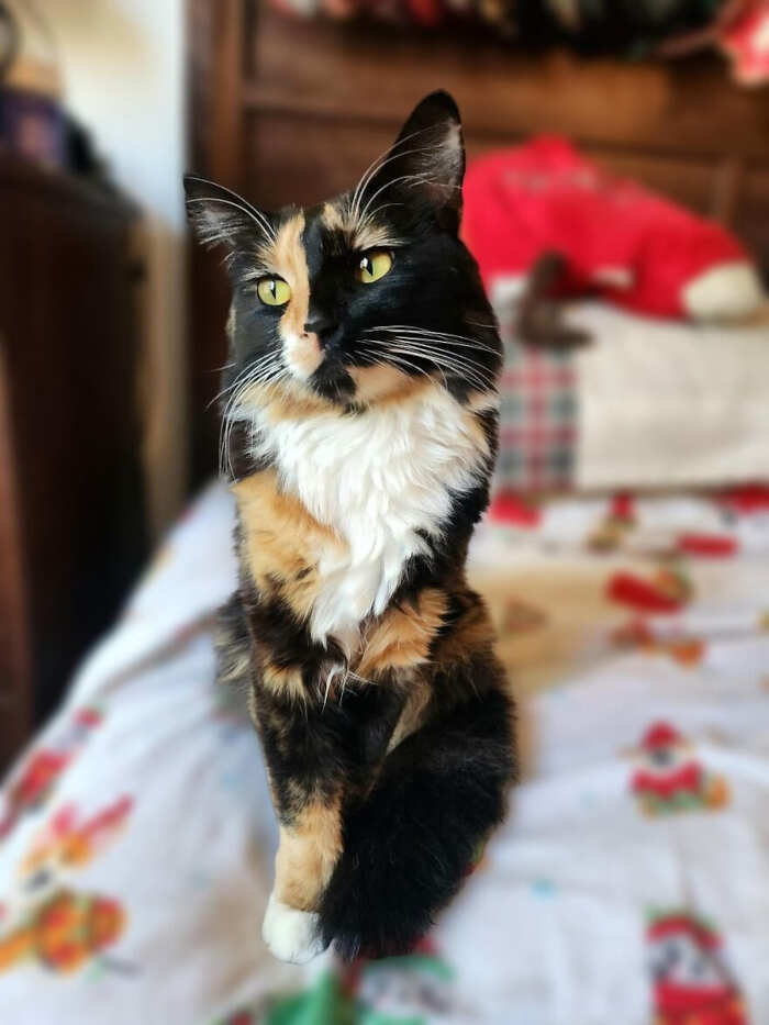 gatti bellissimi foto gatti bellissimi foto