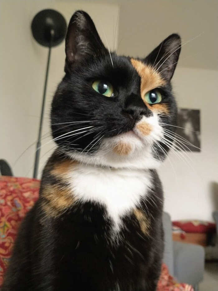 gatti bellissimi foto gatti bellissimi foto