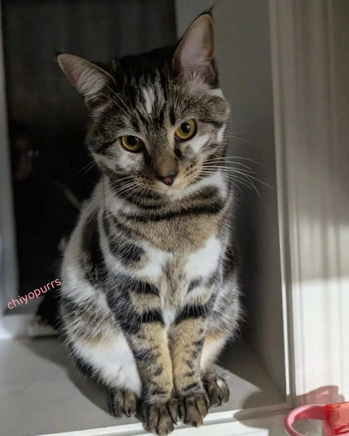 gatti bellissimi foto gatti bellissimi foto