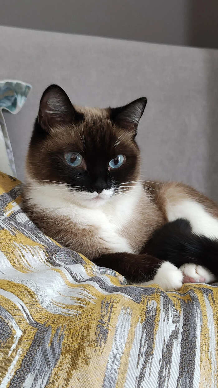 gatti bellissimi foto gatti bellissimi foto