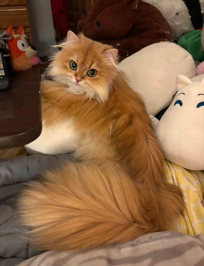 gatti bellissimi foto gatti bellissimi foto