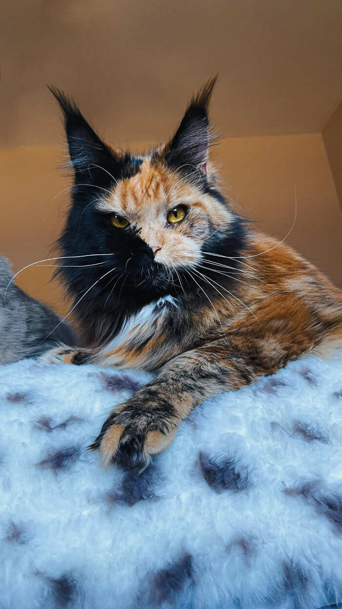 gatti bellissimi foto gatti bellissimi foto