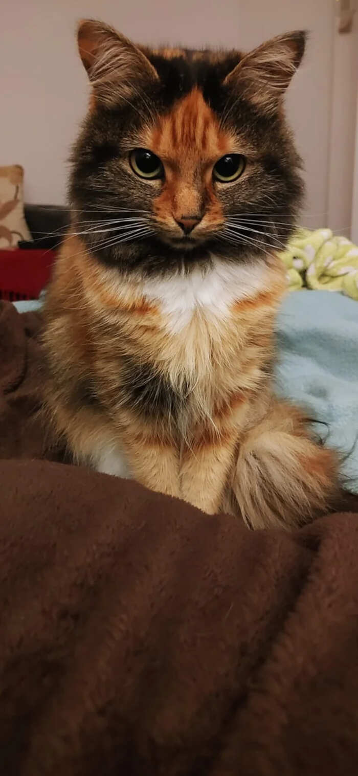gatti bellissimi foto gatti bellissimi foto