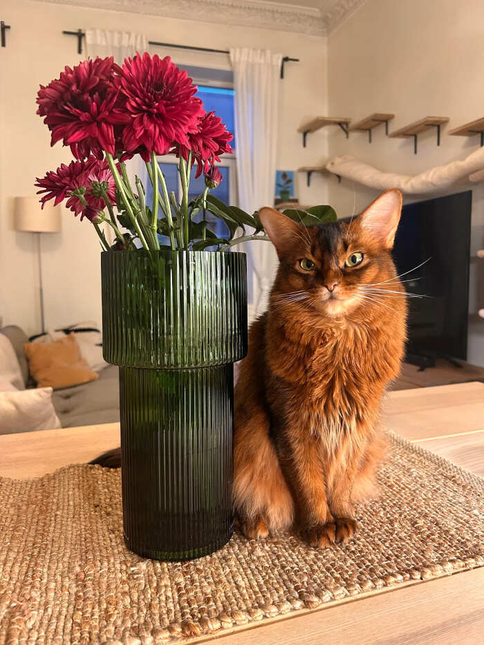 gatti bellissimi foto gatti bellissimi foto