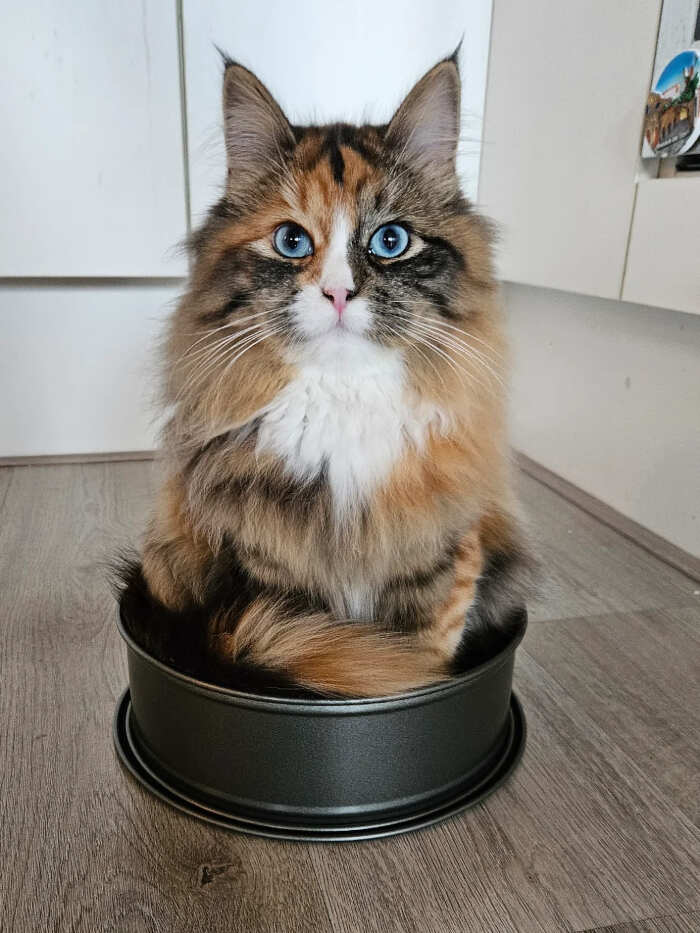 gatti bellissimi foto gatti bellissimi foto