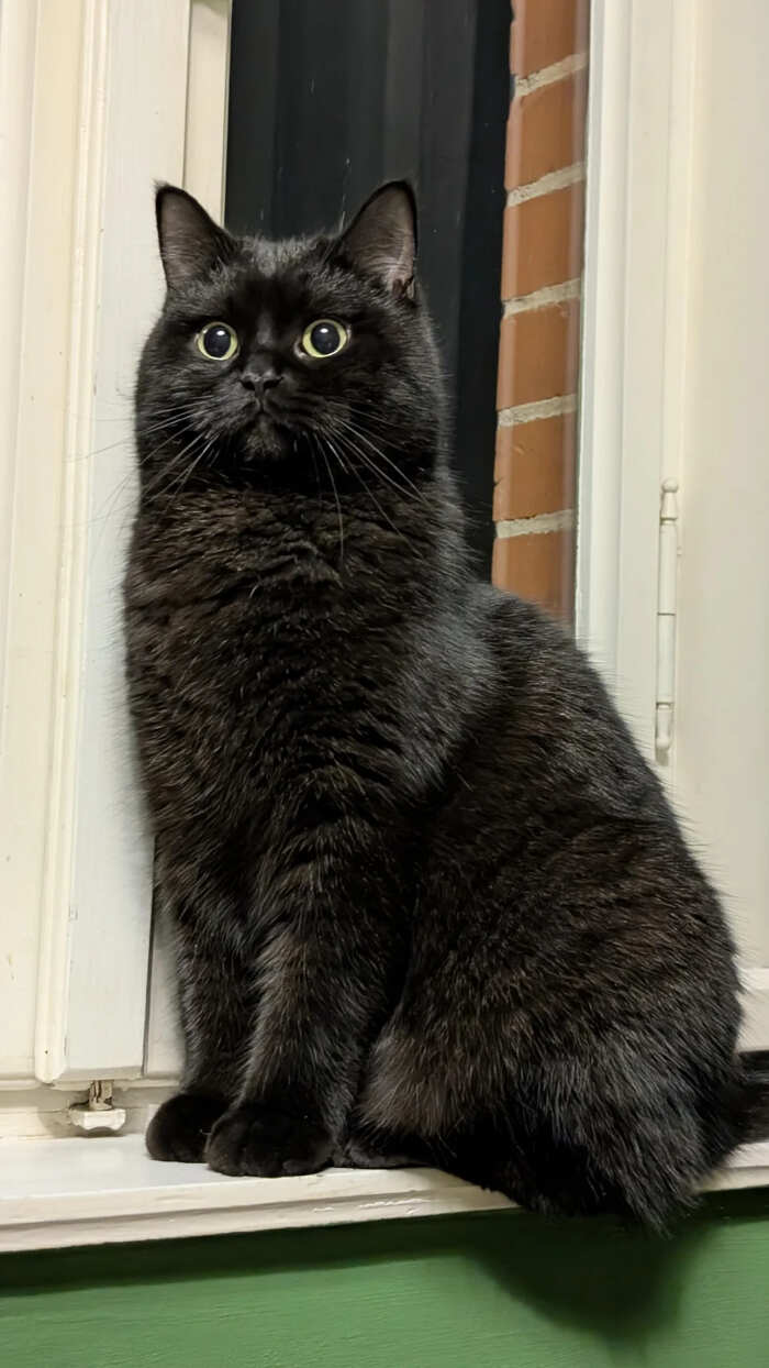 gatti bellissimi foto gatti bellissimi foto