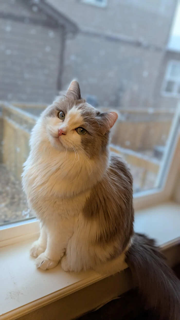 gatti bellissimi foto gatti bellissimi foto