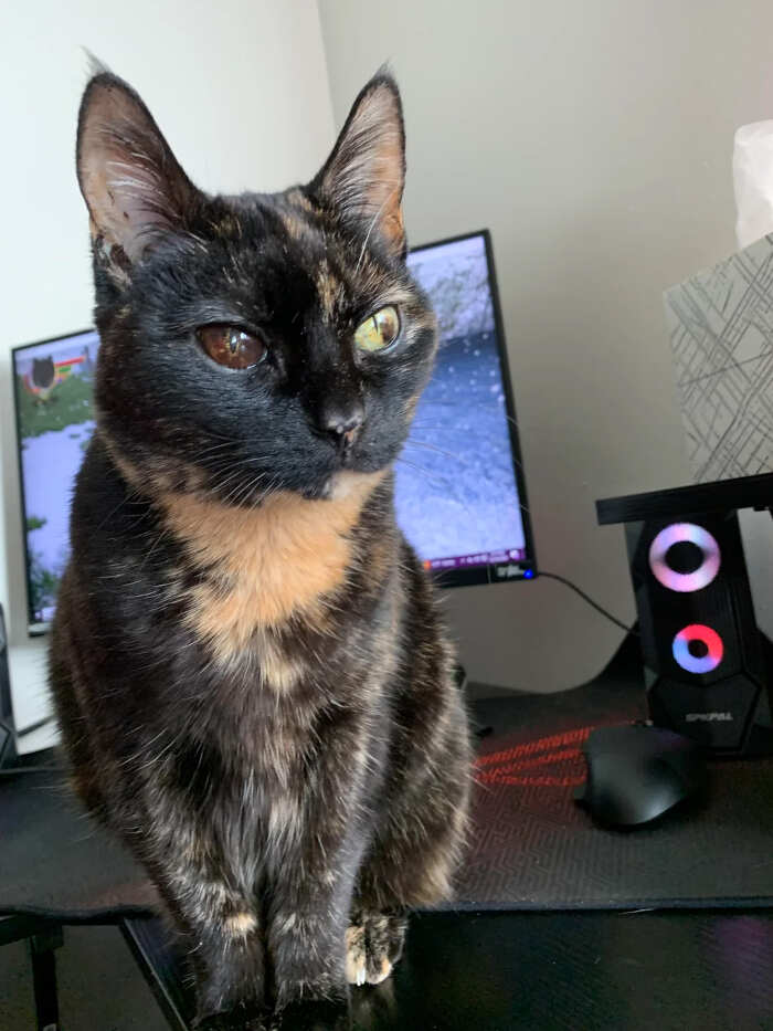 gatti bellissimi foto gatti bellissimi foto