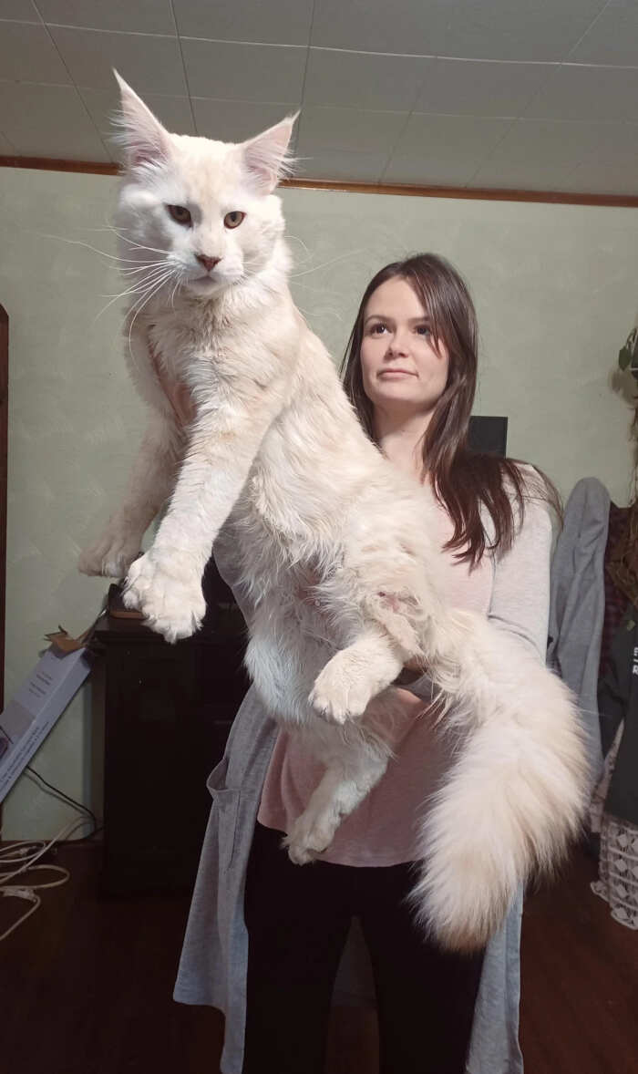 gatti bellissimi foto gatti bellissimi foto