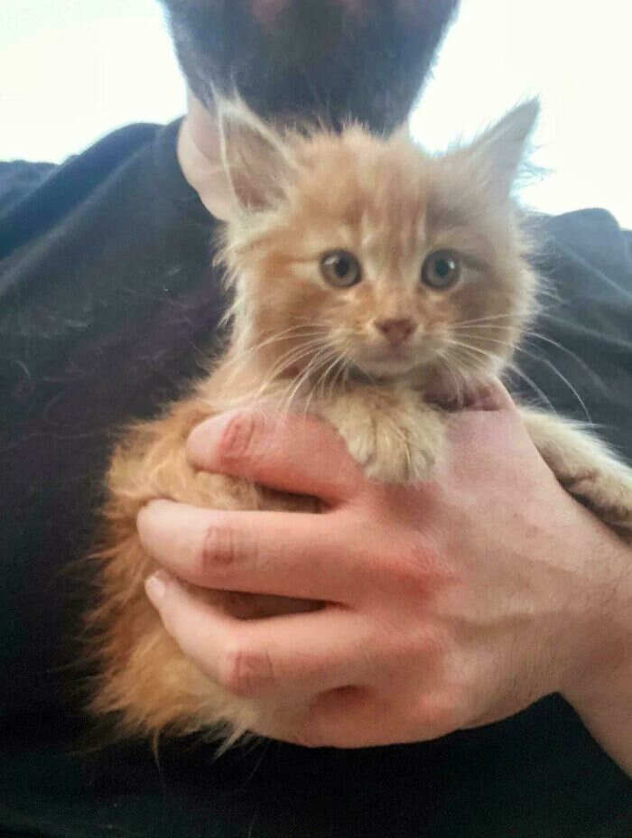 foto divertenti gatti rossi foto divertenti gatti rossi