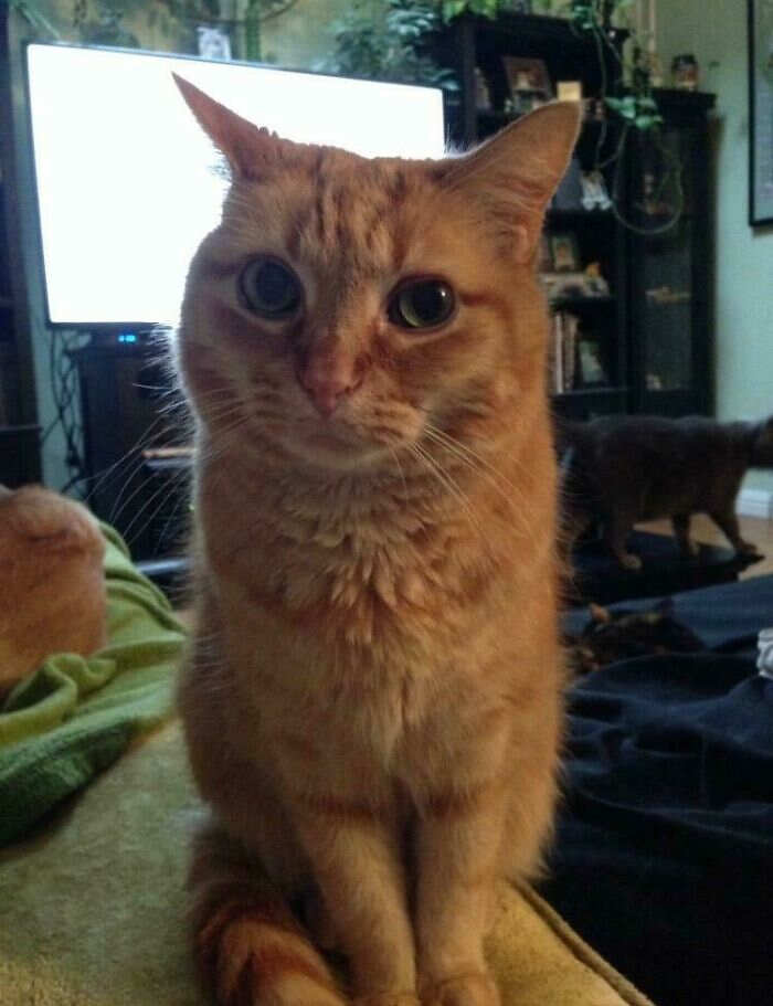 foto divertenti gatti rossi foto divertenti gatti rossi