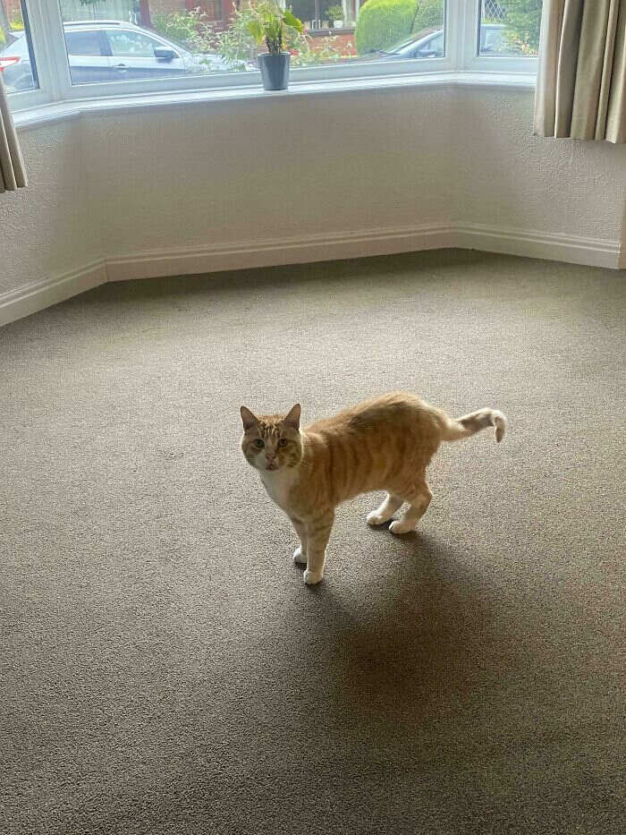 foto divertenti gatti rossi foto divertenti gatti rossi